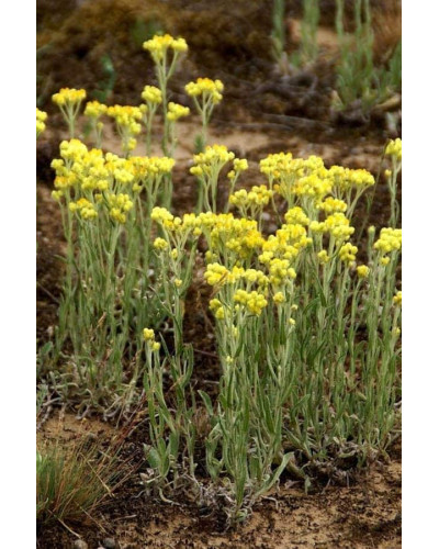 Безсмертник піщаний / Цмин | Helichrysum arenarium | Бессмертник песчаный / Цмин
