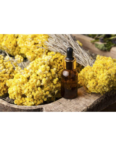 Безсмертник піщаний / Цмин | Helichrysum arenarium | Бессмертник песчаный / Цмин
