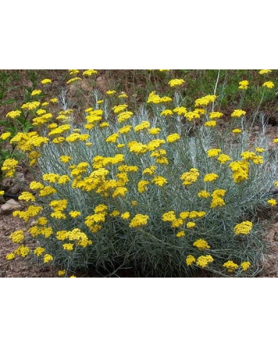 Безсмертник піщаний / Цмин | Helichrysum arenarium | Бессмертник песчаный / Цмин