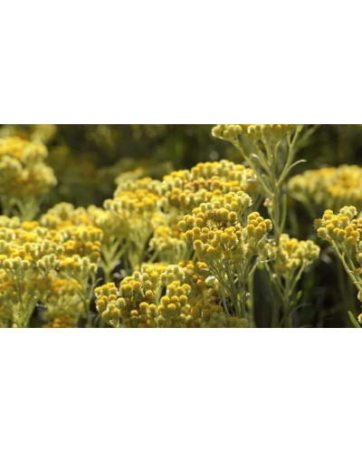 Безсмертник піщаний / Цмин | Helichrysum arenarium | Бессмертник песчаный / Цмин
