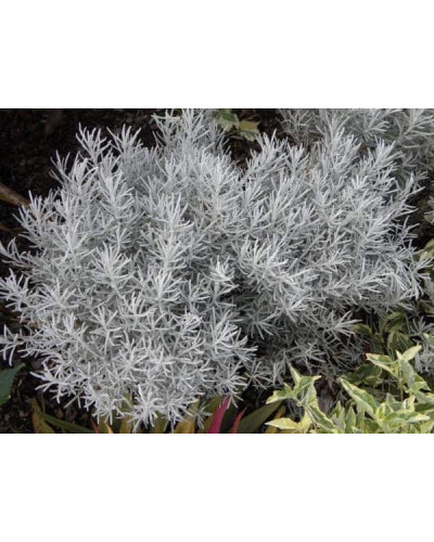Безсмертник піщаний / Цмин | Helichrysum arenarium | Бессмертник песчаный / Цмин