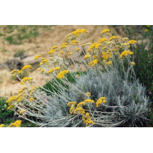 Безсмертник піщаний / Цмин | Helichrysum arenarium | Бессмертник песчаный / Цмин
