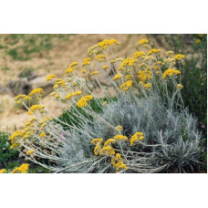 Безсмертник піщаний / Цмин | Helichrysum arenarium | Бессмертник песчаный / Цмин
