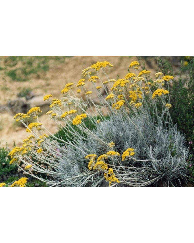 Безсмертник піщаний / Цмин | Helichrysum arenarium | Бессмертник песчаный / Цмин