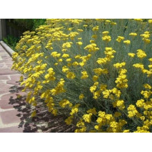 Безсмертник піщаний / Цмин | Helichrysum arenarium | Бессмертник песчаный / Цмин