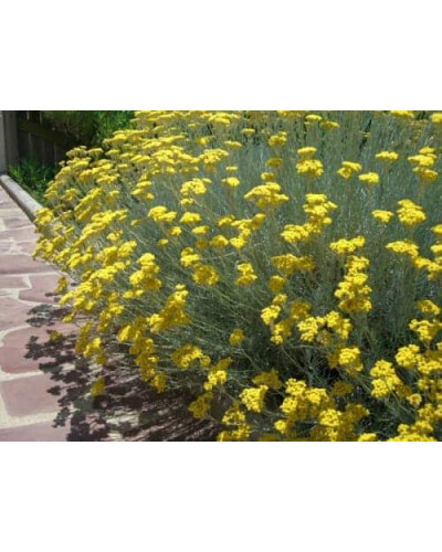 Безсмертник піщаний / Цмин | Helichrysum arenarium | Бессмертник песчаный / Цмин