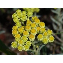 Безсмертник піщаний / Цмин | Helichrysum arenarium | Бессмертник песчаный / Цмин