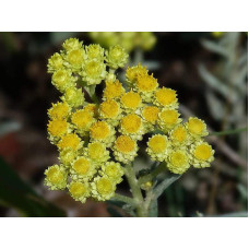 Безсмертник піщаний / Цмин | Helichrysum arenarium | Бессмертник песчаный / Цмин