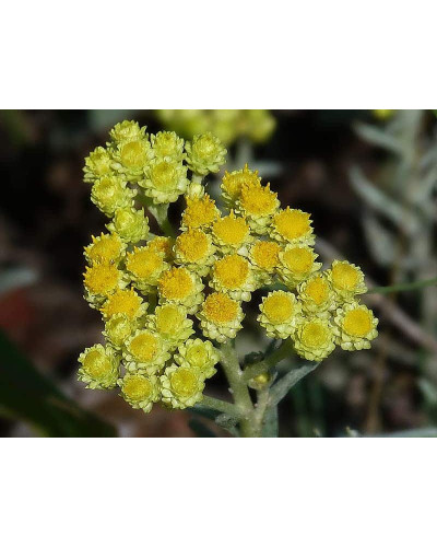 Безсмертник піщаний / Цмин | Helichrysum arenarium | Бессмертник песчаный / Цмин