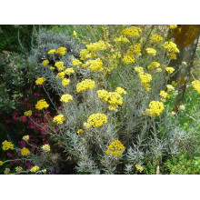 Безсмертник піщаний / Цмин | Helichrysum arenarium | Бессмертник песчаный / Цмин