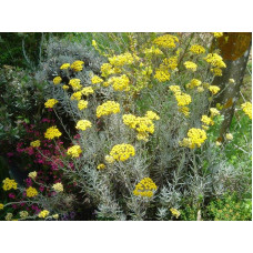 Безсмертник піщаний / Цмин | Helichrysum arenarium | Бессмертник песчаный / Цмин