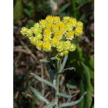 Безсмертник піщаний / Цмин | Helichrysum arenarium | Бессмертник песчаный / Цмин