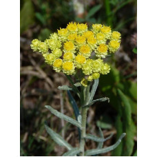 Безсмертник піщаний / Цмин | Helichrysum arenarium | Бессмертник песчаный / Цмин