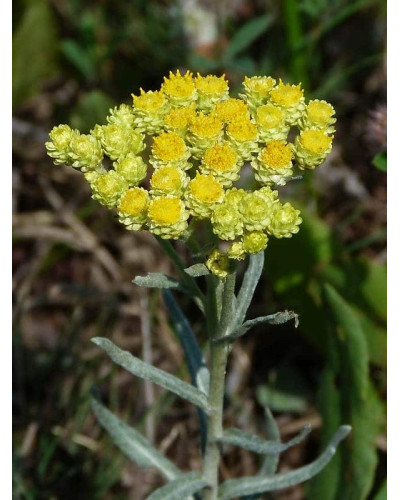 Безсмертник піщаний / Цмин | Helichrysum arenarium | Бессмертник песчаный / Цмин