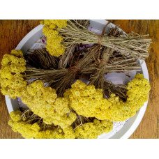 Безсмертник піщаний / Цмин | Helichrysum arenarium | Бессмертник песчаный / Цмин