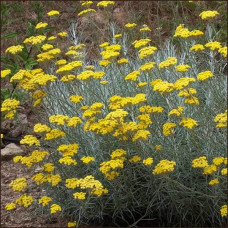 Безсмертник піщаний / Цмин | Helichrysum arenarium | Бессмертник песчаный / Цмин