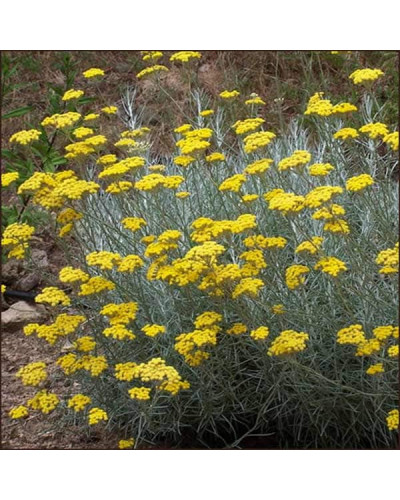 Безсмертник піщаний / Цмин | Helichrysum arenarium | Бессмертник песчаный / Цмин