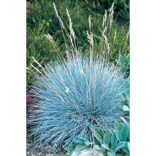 Вівсяниця блакитна / сиза | Festuca glauca / cinerea | Овсяница голубая / сизая