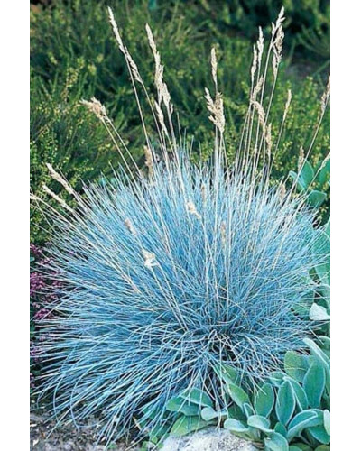 Вівсяниця блакитна / сиза | Festuca glauca / cinerea | Овсяница голубая / сизая