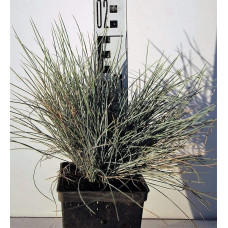 Вівсяниця блакитна / сиза | Festuca glauca / cinerea | Овсяница голубая / сизая