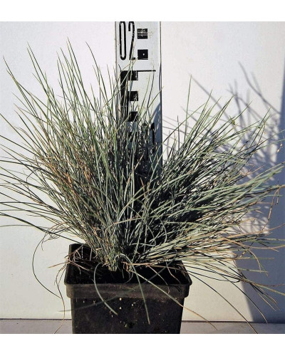 Вівсяниця блакитна / сиза | Festuca glauca / cinerea | Овсяница голубая / сизая
