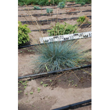 Вівсяниця блакитна / сиза | Festuca glauca / cinerea | Овсяница голубая / сизая