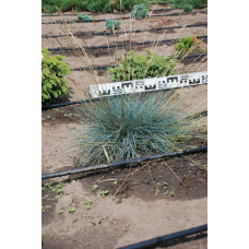 Вівсяниця блакитна / сиза | Festuca glauca / cinerea | Овсяница голубая / сизая