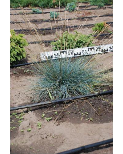 Вівсяниця блакитна / сиза | Festuca glauca / cinerea | Овсяница голубая / сизая
