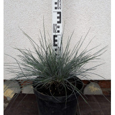 Вівсяниця блакитна / сиза | Festuca glauca / cinerea | Овсяница голубая / сизая