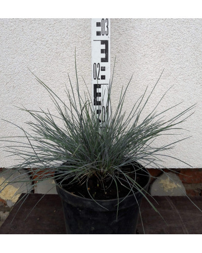 Вівсяниця блакитна / сиза | Festuca glauca / cinerea | Овсяница голубая / сизая