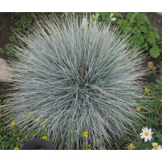 Вівсяниця блакитна / сиза | Festuca glauca / cinerea | Овсяница голубая / сизая