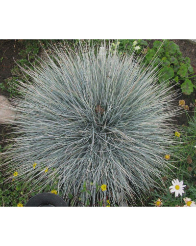 Вівсяниця блакитна / сиза | Festuca glauca / cinerea | Овсяница голубая / сизая