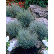 Вівсяниця блакитна / сиза | Festuca glauca / cinerea | Овсяница голубая / сизая