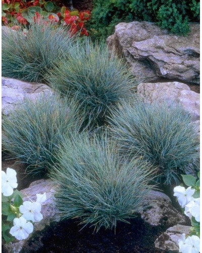 Вівсяниця блакитна / сиза | Festuca glauca / cinerea | Овсяница голубая / сизая