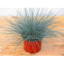 Вівсяниця блакитна / сиза | Festuca glauca / cinerea | Овсяница голубая / сизая