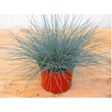 Вівсяниця блакитна / сиза | Festuca glauca / cinerea | Овсяница голубая / сизая