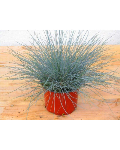 Вівсяниця блакитна / сиза | Festuca glauca / cinerea | Овсяница голубая / сизая