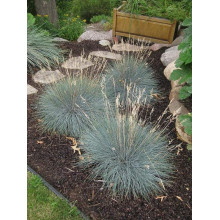 Вівсяниця блакитна / сиза | Festuca glauca / cinerea | Овсяница голубая / сизая