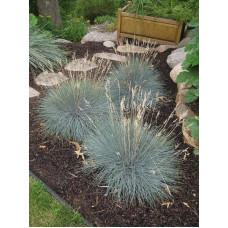 Вівсяниця блакитна / сиза | Festuca glauca / cinerea | Овсяница голубая / сизая