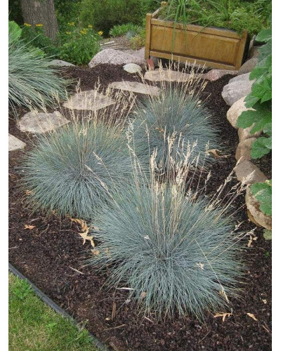 Вівсяниця блакитна / сиза | Festuca glauca / cinerea | Овсяница голубая / сизая