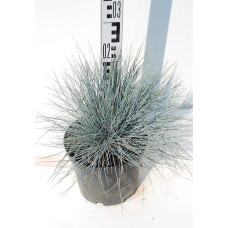 Вівсяниця блакитна / сиза | Festuca glauca / cinerea | Овсяница голубая / сизая