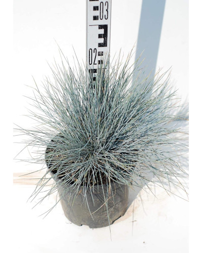 Вівсяниця блакитна / сиза | Festuca glauca / cinerea | Овсяница голубая / сизая