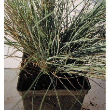 Вівсяниця блакитна / сиза | Festuca glauca / cinerea | Овсяница голубая / сизая