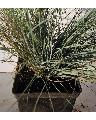 Вівсяниця блакитна / сиза | Festuca glauca / cinerea | Овсяница голубая / сизая
