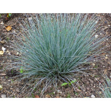 Вівсяниця блакитна / сиза | Festuca glauca / cinerea | Овсяница голубая / сизая