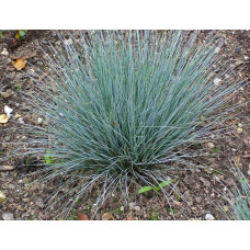 Вівсяниця блакитна / сиза | Festuca glauca / cinerea | Овсяница голубая / сизая