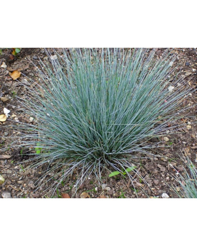 Вівсяниця блакитна / сиза | Festuca glauca / cinerea | Овсяница голубая / сизая