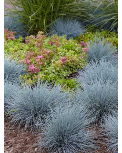 Вівсяниця блакитна / сиза | Festuca glauca / cinerea | Овсяница голубая / сизая