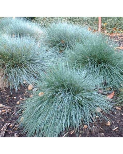 Вівсяниця блакитна / сиза | Festuca glauca / cinerea | Овсяница голубая / сизая