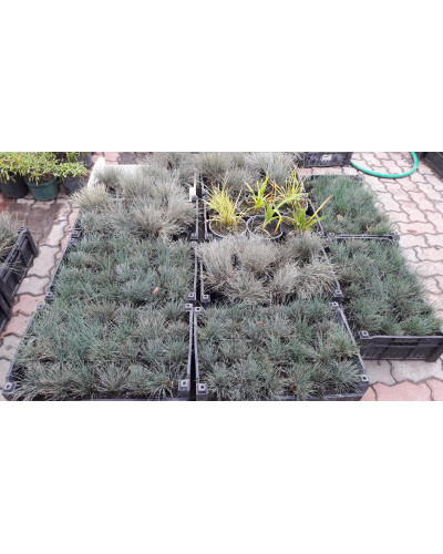 Вівсяниця блакитна / сиза | Festuca glauca / cinerea | Овсяница голубая / сизая